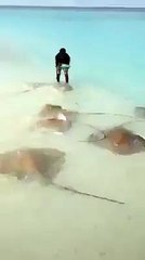 Amazing feeding to Fish at sea beach