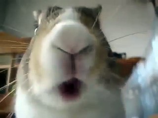 Conejo que come la cámara