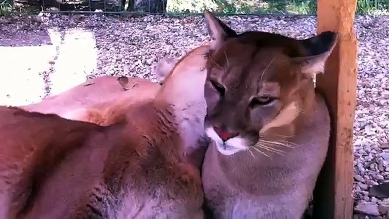 pumas Tender