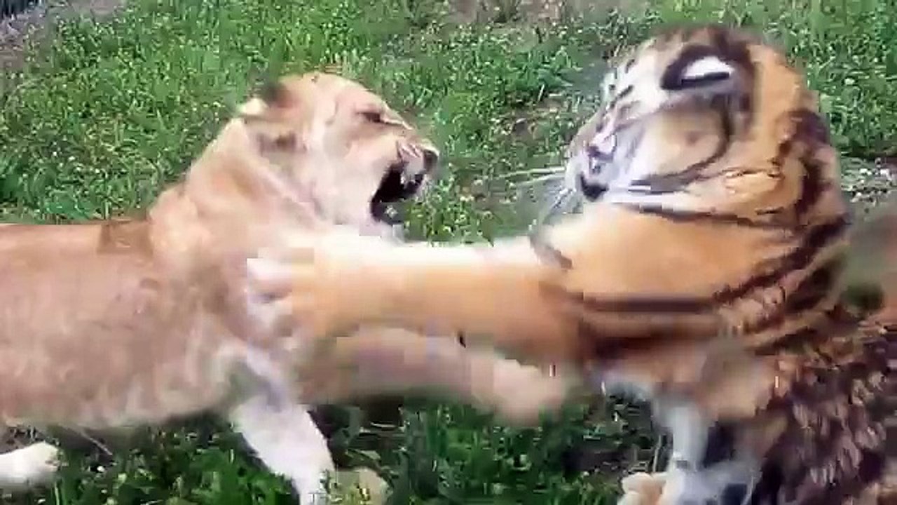 Cachorro de león contra!