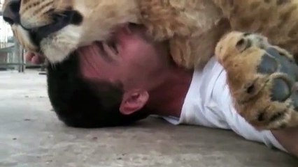 Leona le gusta dormir en el hombre