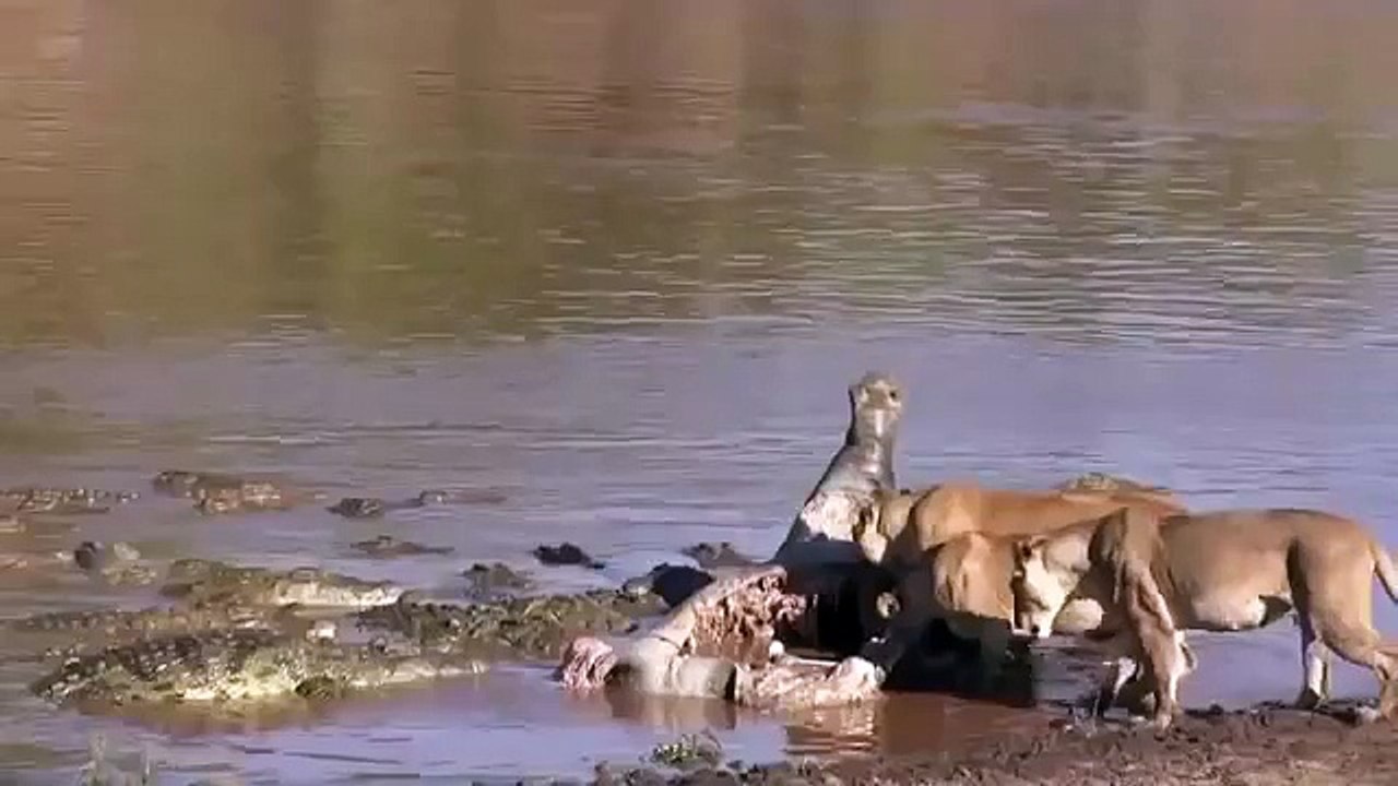 Leones contra los cocodrilos!