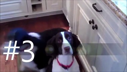 Top Funny Animal Video | DANCING DOG