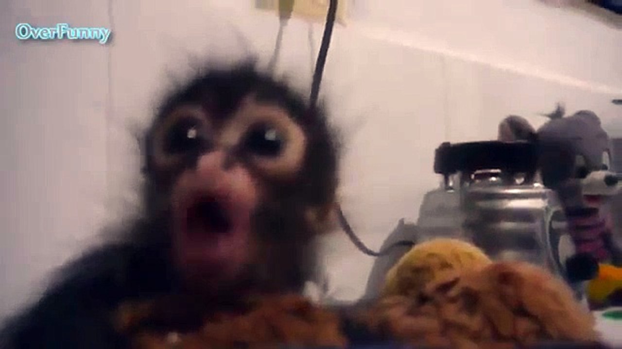 Pequeño mono hambriento