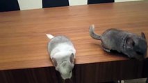 Chinchillas aiment danser sur votre bureau