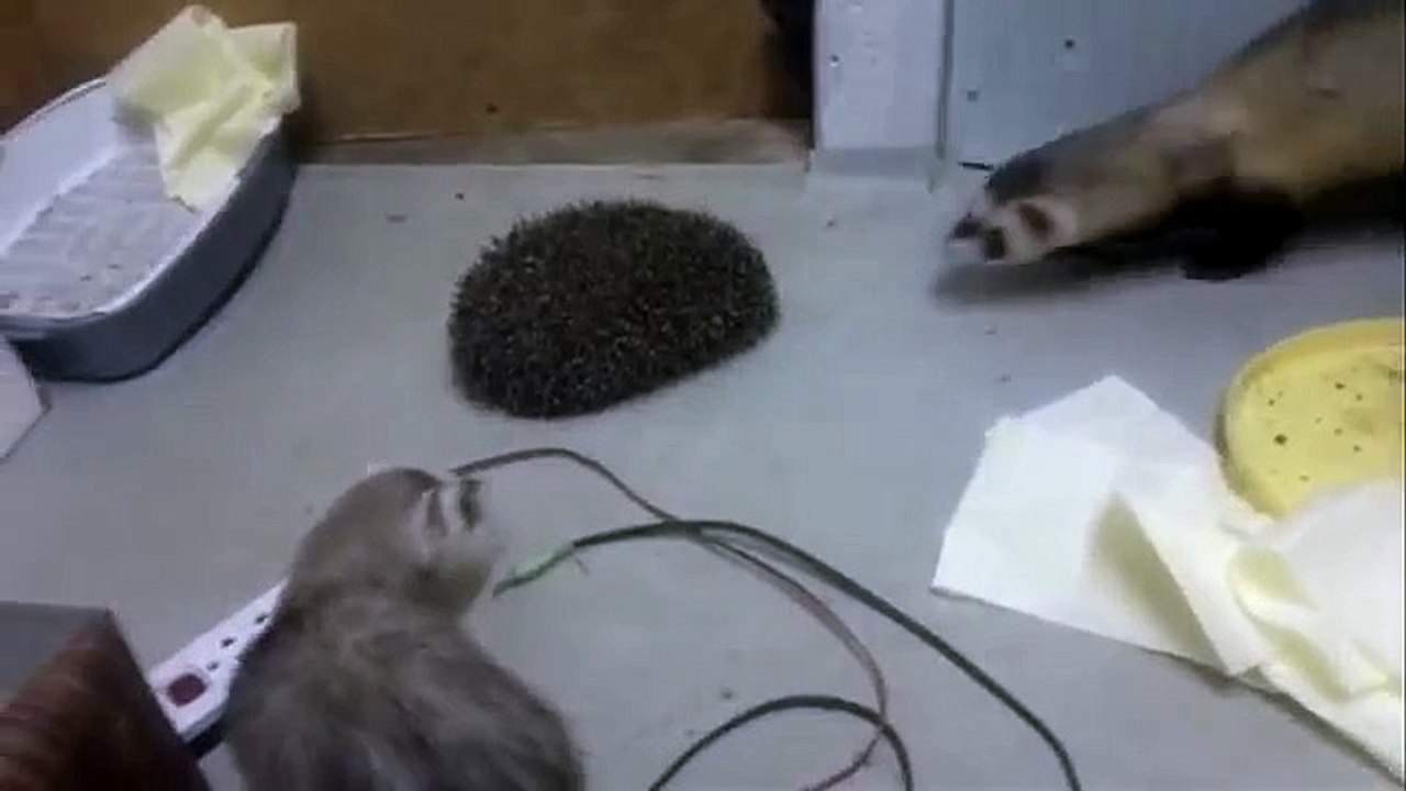 Furet Curieux et le hérisson
