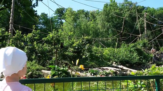 Zagreb zoo. Загреб зоопарк - Обезьяны, Еноты, Морские львы