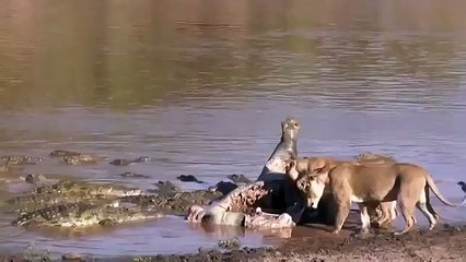 악어에 대한 라이온스!