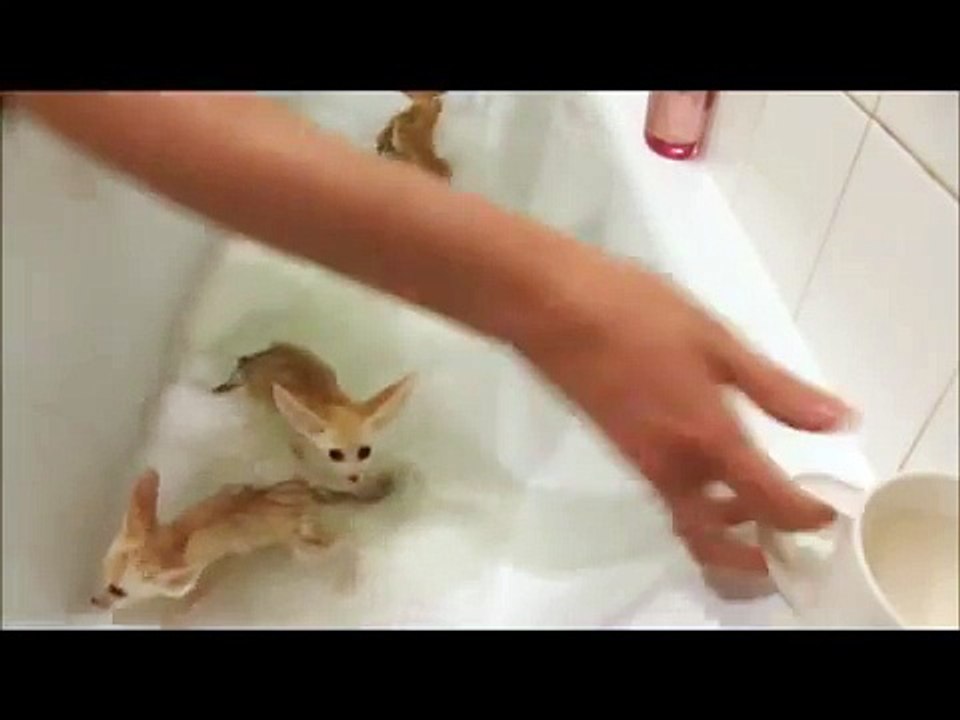 거품 욕조에 새끼를 입욕