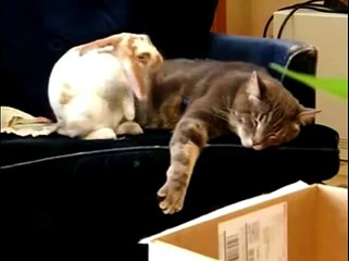 ウサギは、ソフトに落ちました！