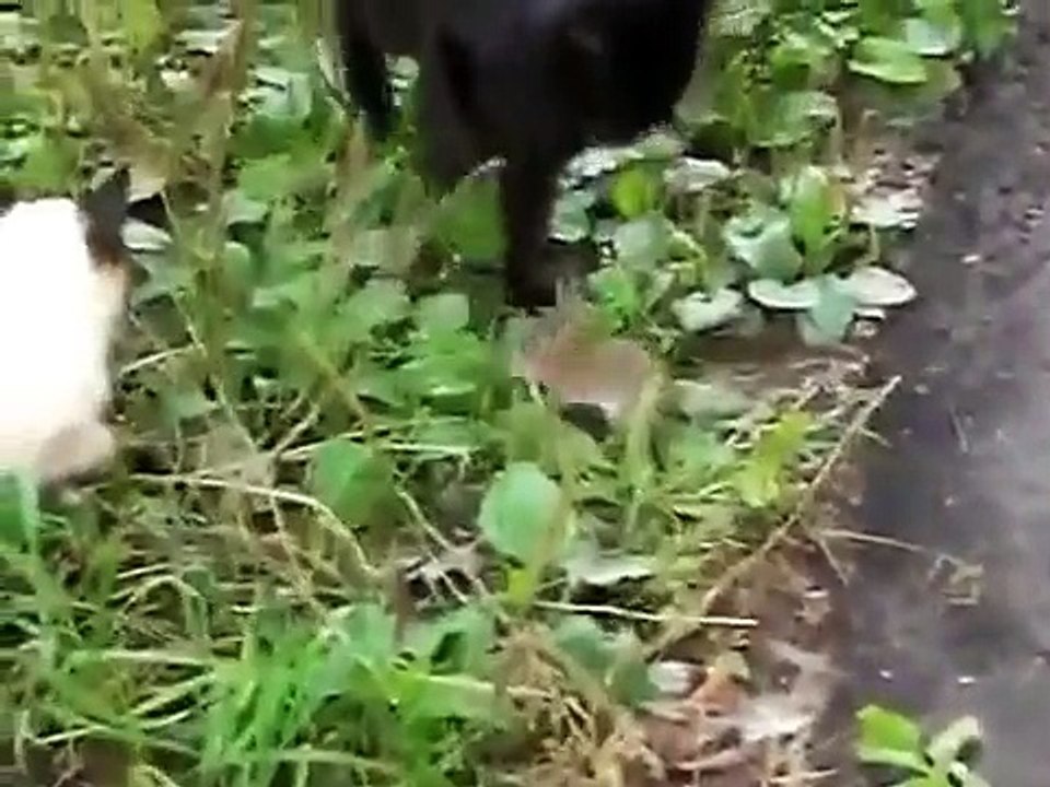 ラットは猫の群れを攻撃！