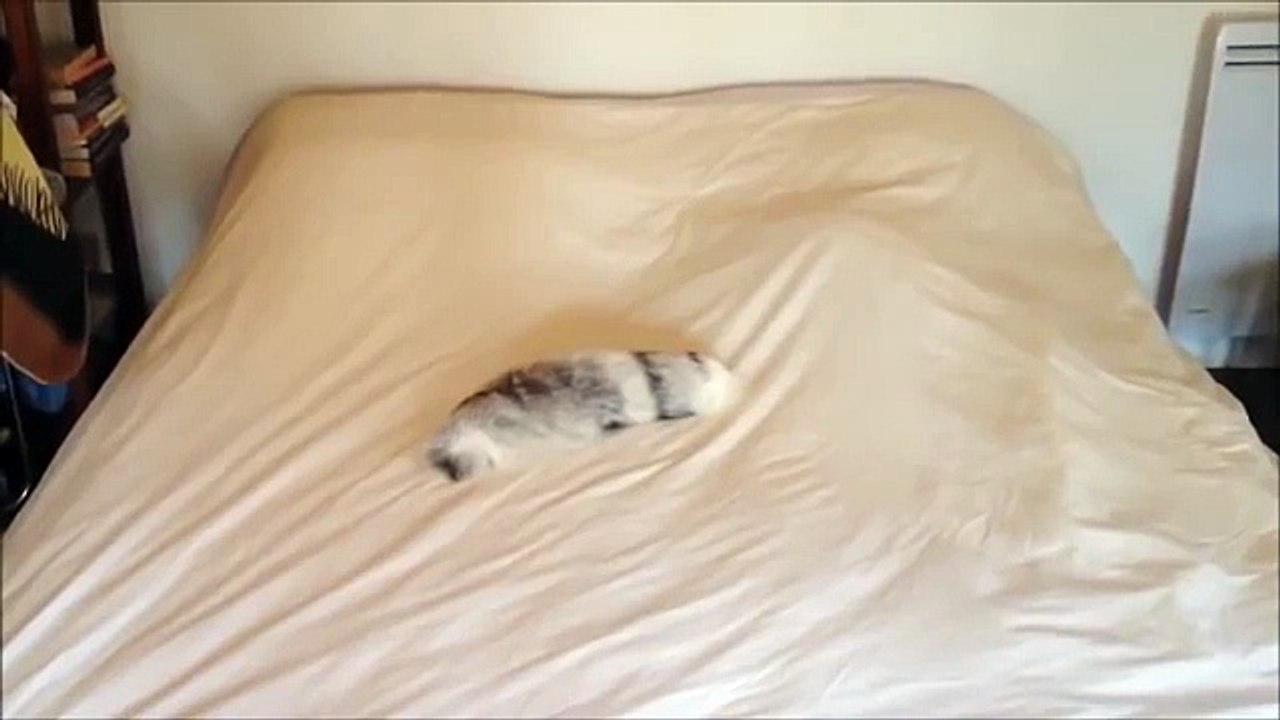 ラスクとベッドの上で尾