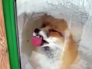 ウィンドウ内のフォックス