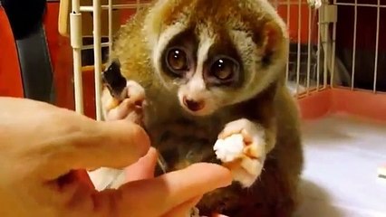 ローリーは、フォークで食べに行きました