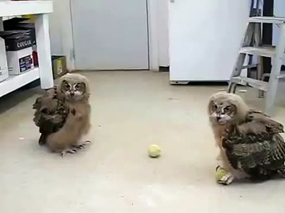 シャギーホームフクロウがプレイ！