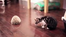 初めておさるの子猫はハリネズミを見て