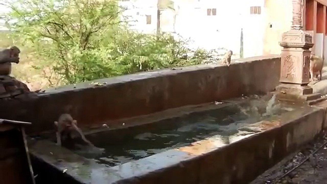マカクは、水に飛び込むています