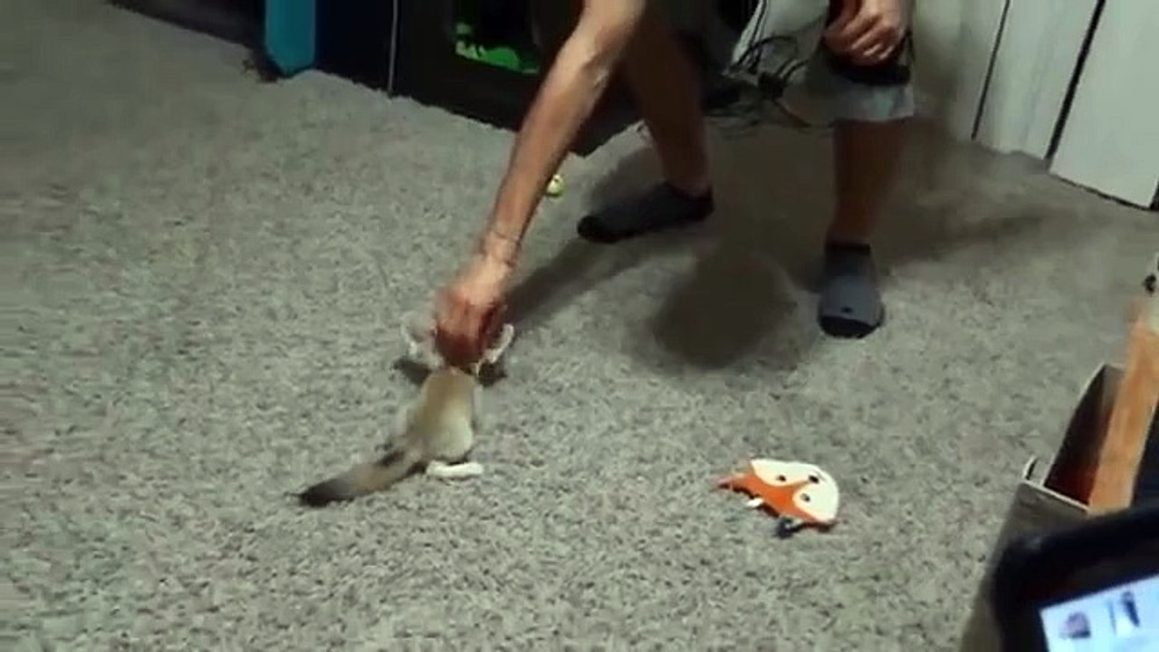 少しキツネはフェネシュに座ることを学びます