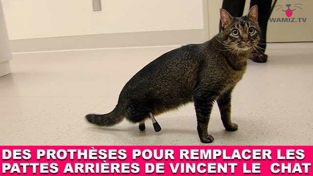 Des prothèses pour remplacer les pattes arrières de Vincent le chat ! L'histoire dans la minute chat #93