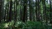 The Forest - See - TV SPOT (2016) - Natalie Dormer, Taylor Kinney