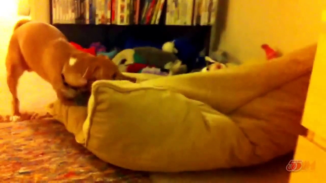 Cat steals dog bed 2014