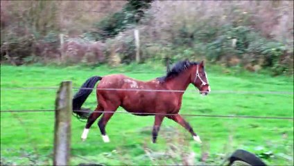 28 dec 15 CARLSON SL