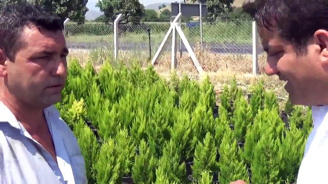 Limon Selvi Kuruması Limon Servi Hastalıkları Limon Çamı Sulama Gübreleme