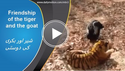 Friendship of the tiger and the goat that was meant to be its supper