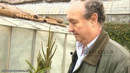 ¿Cómo recuperar la vida de un 'árbol de Navidad'?