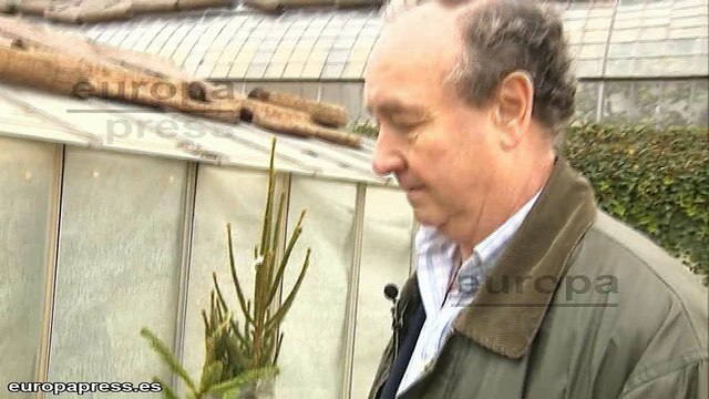 ¿Cómo recuperar la vida de un 'árbol de Navidad'?