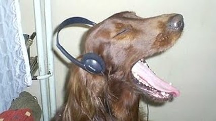 Divertente Ululare i Cani Per Musica | Compilation| NUOVO