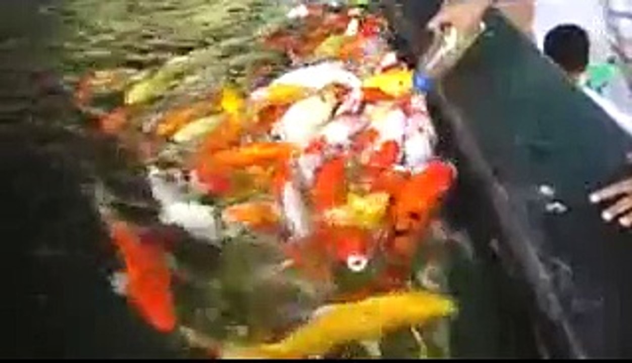 little girls feeding fishes