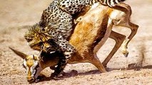 Animal Documentary National Geographic CHEETAH, THE KILLING RACE [Classic!!!]