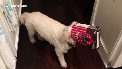 Any idea who ate the cookies?