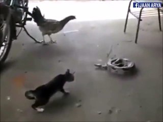 Chaton VS Serpent... Peur de sa vie