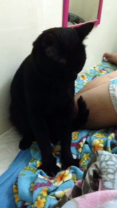 Cat Reflexologist