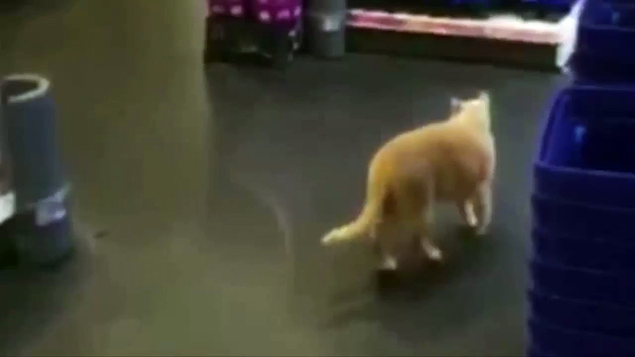 Grumpy cat returns to Sainsbury's - and he's evading capture by taking to the shelves