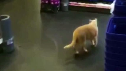 Grumpy cat returns to Sainsbury's - and he's evading capture by taking to the shelves