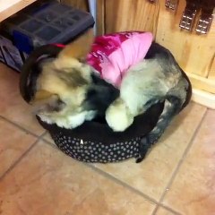 Cute German Shepherds Of Vine