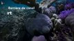 La Grande barrière de corail se meurt plus vite que prévu