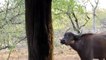 Hyena kill Buffalo Amazing moment - Animal Attack