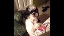 Funny cats and dogs singing  pop songs vines compilation 2016