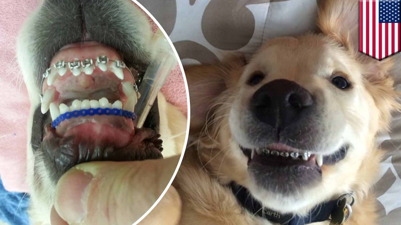 Golden retriever puppy gets braces, takes the Internet by storm