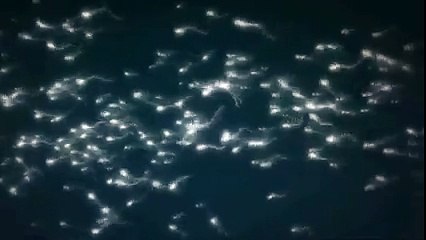 BEBEĞİN CİNSİYETİNİ BELİRLEYEN NEDİR