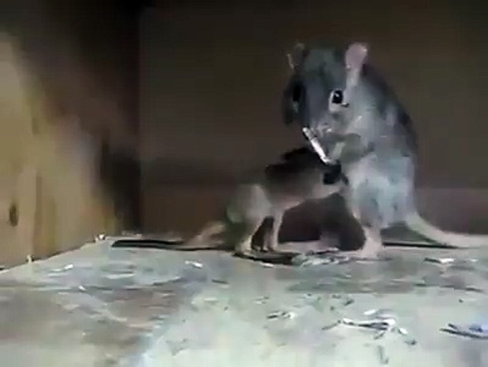 amazing video dont miss it