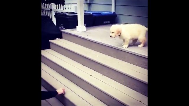 Ce chiot n'a pas choisi la meilleur technique pour descendre les escaliers