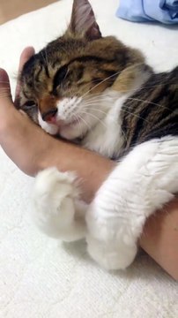 Un chat très possessif ne veut pas lacher la main de son maitre.