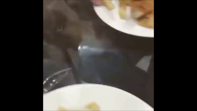 Blague cruelle : nourrir son chien sur une table en verre transparent