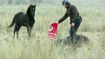 Un héro libère un cheval enchaîné dans un champ