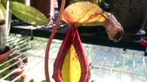EATEN ALIVE! Carnivorous Pitcher Plant Eats Giant Slug. Not for the Squeamish.yuck!